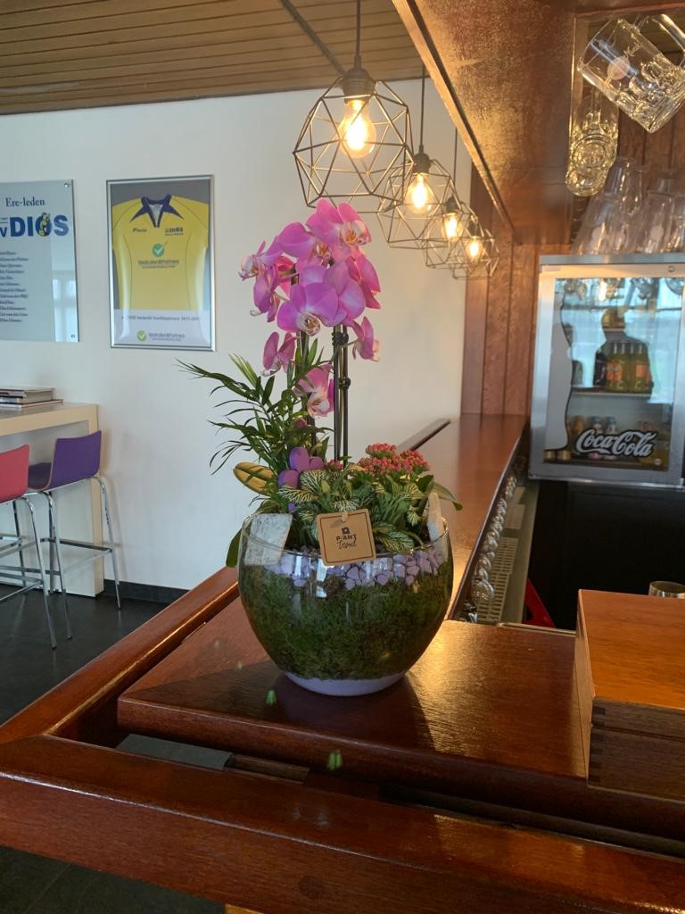Nieuwe plantjes